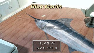 Reel Fishing IIFish Eyes II  All Fish Playthrough Part 8 [upl. by Cassandry765]