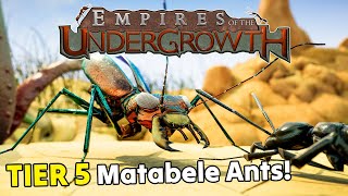 LIVE  MATABELE ANTS Termites amp More NEW TIER 5 UPDATE  Empires of the Undergrowth 10 Gameplay [upl. by Aslin]