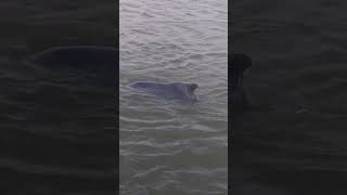 Indus Dolphin rescued from local short viralvideo pakistan dolphin life rdwanderermurtaza [upl. by Cosimo]