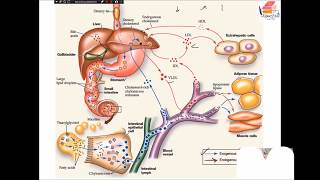 Lipoprotein Metabolism and Familial hyperlipoproteinemia [upl. by Levinson]