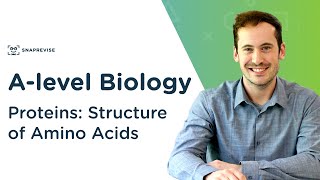 Proteins Structure of Amino Acids  Alevel Biology  OCR AQA Edexcel [upl. by Nomzzaj]