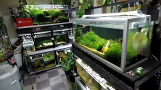 How I Cull My Shrimp Tanks  Shrimp Keeping [upl. by Ihteerp]