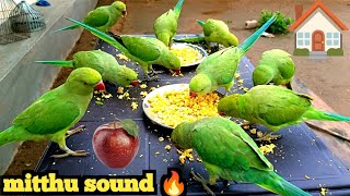 Parrot talking video Parrot Sound  Parrot Voice  Amazing parrot talking video ParroTube [upl. by Anoj]