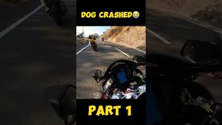 DOG LIVE CRASHED WITH BIKER😭PAIR TOOT GAYAmodified rr310 rider kawasaki zx6r monsterenergy [upl. by Laehcor]