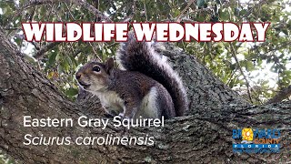 Wildlife Wednesday Eastern Gray Squirrel [upl. by Jaenicke607]