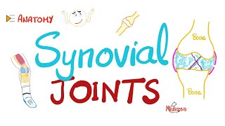 Synovial joints Diarthroses  Synovial fluid  Synovitis  Anatomy [upl. by Abbotson784]