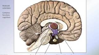 Ganglions de la base [upl. by Charlie]