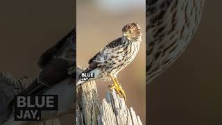 What’s the difference sharp shinned hawk vs Cooper’s hawk shortsfeed shortsvideo shorts [upl. by Meggy583]