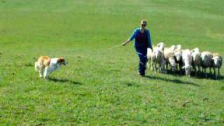 Border Collie Herding Sheep [upl. by Nibbor]