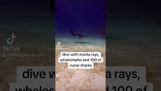 Dive with whalesharks manta rays nurse sharks reef sharks and more 😊 sharkdiver sharkdiving [upl. by Coumas485]