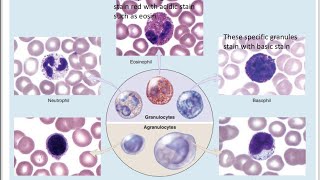 Blood lymphatic system anatomy erythrocytesleukocytesThrombocytes [upl. by Oirretna]