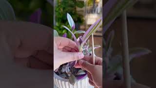 Tradescantia Nanouk plants propagation garden indoorplants plantcare gardening plantas plant [upl. by Lamee684]