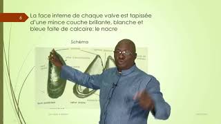 8èmeA Biologie leçon1 Les mollusques La moule [upl. by Ciel]