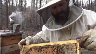 Beekeeping for dummies A first look in the bee hive what to look for tips for success [upl. by Saduj]