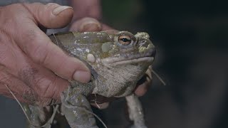 Sonoran Desert Toad Psychedelics [upl. by Elisabetta]