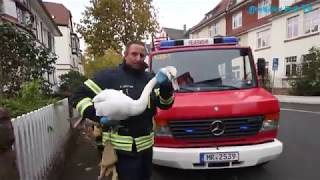 Feuerwehr rettet Schwan [upl. by Flaherty]