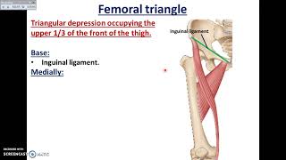 Overview of Lower Limb 31  Boundaries of the Femoral Triangle  Dr Ahmed Farid [upl. by Ayirp]