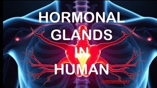 hormonal glands in human  biology hormones glands biology eduguide lifescience education [upl. by Gaughan23]