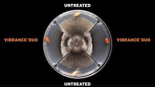 The effect of VIBRANCE™ Duo on Rhizoctonia Spp [upl. by Mairhpe667]