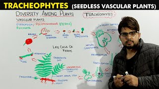 Seed Less Vascular Plants Tracheophytes Detailed Lecture [upl. by Ariik]