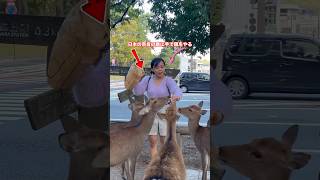 奈良公園 日本の奈良の鹿に手で餌をやる  自然の愛に抱かれて  Nara Deer Park Japan奈良日本旅行お辞儀をする鹿日本日本ビデオブログ 4k [upl. by Nuoras]