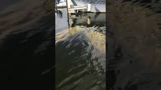 Manatee Tours Miami two manatees by marina [upl. by Bendicty]