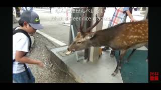 奈良公園 ドアを開ける鹿 deer チョット前に撮影しました。５年程前に [upl. by Truitt733]