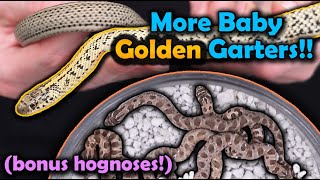 Our Golden Garters and Hognose Snakes had more Babies [upl. by Seagraves]