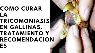 Como curar la Tricomoniasis en las gallinas [upl. by Orola]