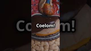 Understanding Coelom The Key to Animal Body Structures  BiologyBasic CoelomExplained Zoology [upl. by Aikyn]