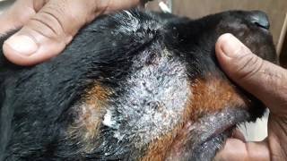 Post Maggot infestation bacterial skin infection  Dr Sagirs Pet Clinic 01912251312 [upl. by Olney]