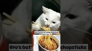 Cat eating ramen using chopsticks 🙀  Huh [upl. by Ayanad909]