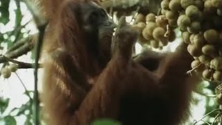 Orangutans Feeding in the Trees  Wild Indonesia  BBC Earth [upl. by Annitsirhc302]