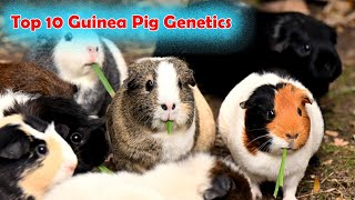 Top 10 Guinea Pig Genetics Explained Dive into the Science of Cavy DNA 🧬🐹 guineapigguineapigfood [upl. by Gustavus3]