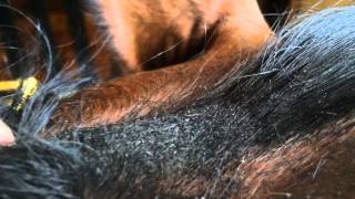 How to Groom a Horse for a Horse Show [upl. by Atekan]