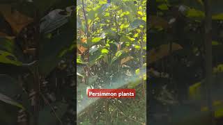 Book your Persimmon plants now 9816757642 9817894810fruitplantnursery persimmonfruit nature [upl. by Figone]