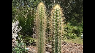 Pilosocereus polygonus A Hispaniola Tree Cactus [upl. by Sheilah]