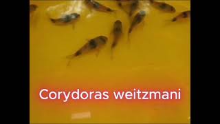 Corydoras weitzmani [upl. by Aklog]