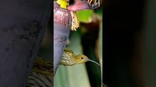 Hút mật bắp chuối Streaked Spiderhunter Arachnothera  นกปลีกล้วยลาย hutmat sunbird birdcall [upl. by Sadiras]