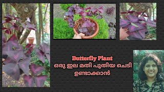 Butterfly Plant Propagation Method  Easy tips  butterflyplant plants tips garden trending [upl. by Nunnery]