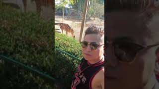 Giraffe🦒safari zoo giraffelover giraffeshots animals sujanvlogs1994 [upl. by Eugine]