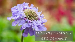 Qotur çiceyi uyuz otu faydaları nələrdir etraflı məlumat  xalq təbabəti Scabiosa columbaria [upl. by Norvol]