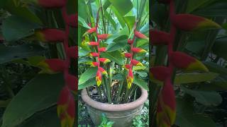 Heliconia rostrata family Heliconia  cây hoa chuối pháo [upl. by Orville]