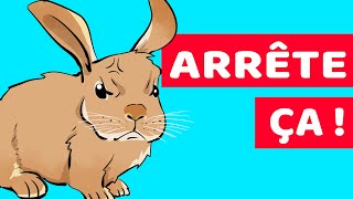 10 Choses Que Les Lapins Détestent Et Que Vous Voudriez Voir Cesser De Faire [upl. by Hareema]