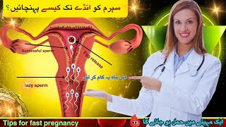 Pregnant Hone Ke Liye Kab Sex Karna Chahiye Best Time To Send Sperm Inside For Pregnancy Fertility [upl. by Allecnirp]