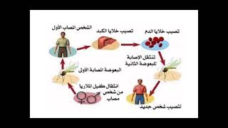 احذر مخاطر التهاون في علاج الملاريا Le paludisme😲🖕🖕 [upl. by Golub206]