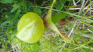 Darlingtonia Wayside [upl. by Vanna]