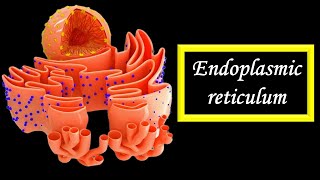 Endoplasmic reticulum [upl. by Novrej235]