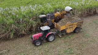 Cutting sugarcane west of Mackay with a cameco 2500 and two Massey Ferguson 8130’s [upl. by Animaj]