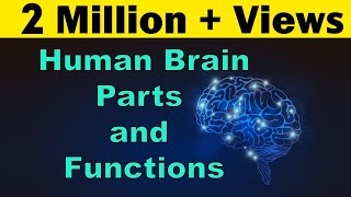 Human Brain  Parts amp Functions  Cerebrum amp Cerebellum  Biology  LetsTute [upl. by Cariotta409]